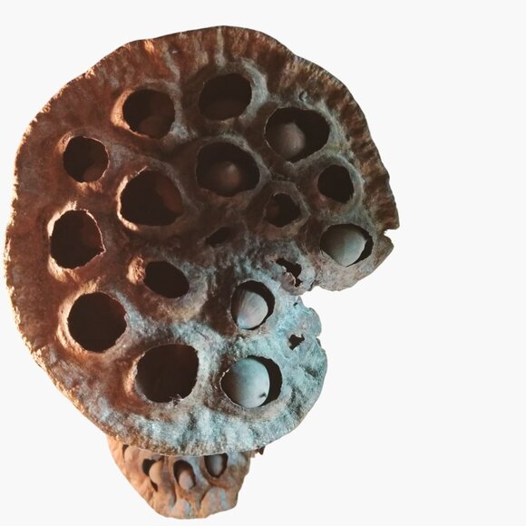 Dried Lotus Pods Stems Crafts Home Floral Decor Natural Brown Lot 3 - Picture 7 of 8